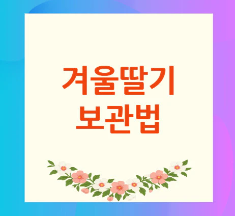 겨울딸기-보관법